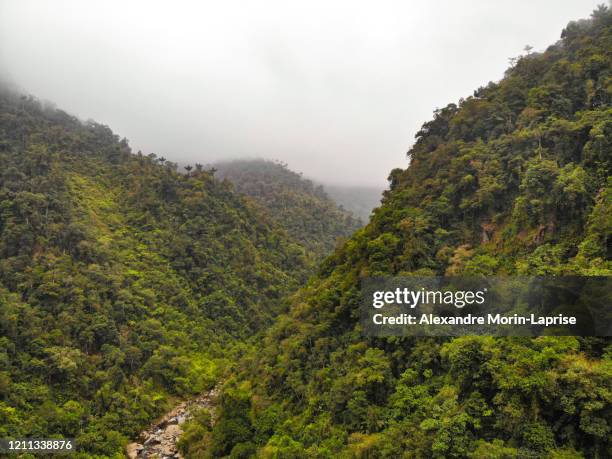 stones in the river that crosses in the middle of the vegetation full of trees in the ciudad perdida (lost city) tayrona park, magdalena / colombia - santa marta colombia stock-fotos und bilder