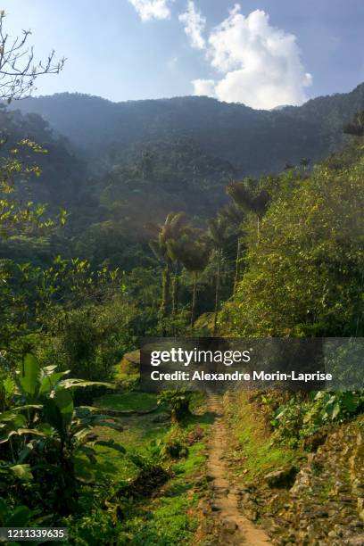 the famous and tourist tayrona park, the ciudad perdida (lost city) in magdalena / colombia, full of nature, vegetation, history and culture - colombia jungle stock pictures, royalty-free photos & images