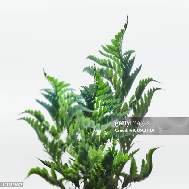 curved fern leaves on white background - fern stock pictures, royalty-free photos & images