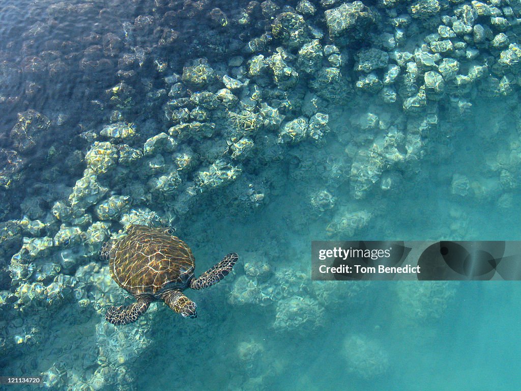 Honu