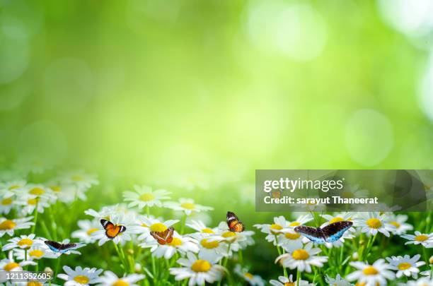 flower leaf background bokeh blur green background - camomille bildbanksfoton och bilder