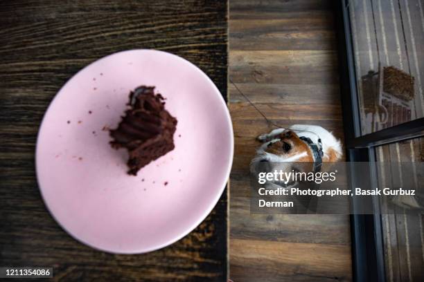 dog in a cafe, and a piece of chocolate cake - suplicar imagens e fotografias de stock