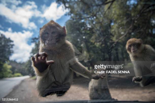 Barbary macaque monkeys looking for food climb the windshield of a vehicle on the road in the forest of Azrou, a protected natural reserve, near the...