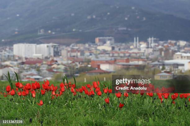 City centre is seen behind a red tulip field in Mus Plain on a spring day in Turkey's Mus province on April 28, 2020. Mus Plain is a tectonic plain...