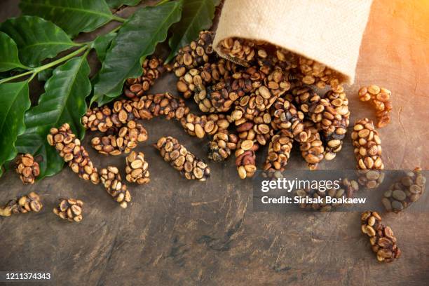 musk coffee selective focus raw coffee beans - café civeta - fotografias e filmes do acervo