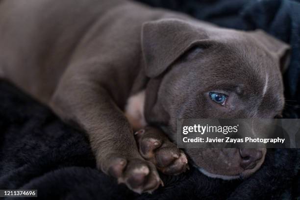 sad puppy lying down - puppy lying down stock pictures, royalty-free photos & images