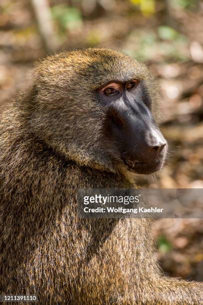 Close-up of Guinea baboon in the Shai Game Reserve near Accra, Ghana.
