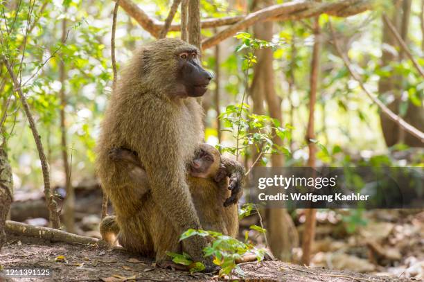 Guinea baboon mother with baby in the Shai Game Reserve near Accra, Ghana.