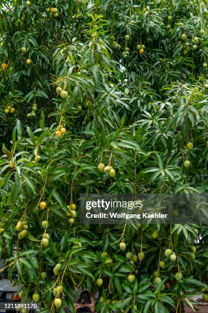 Mangos on tree near Accra, Ghana.