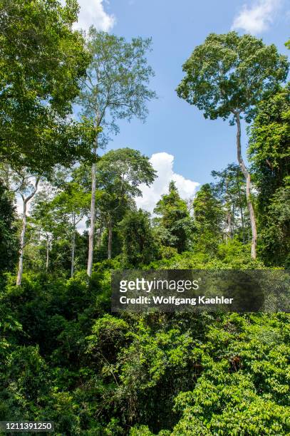 View of the tropical rainforest canopy in Kakum National Park, located in the coastal environs of the Central Region of Ghana.