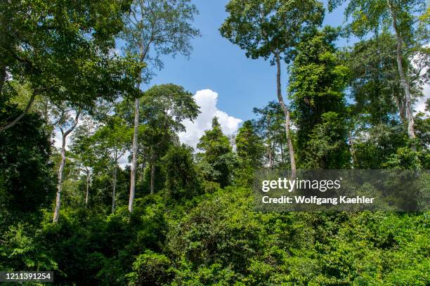 View of the tropical rainforest canopy in Kakum National Park, located in the coastal environs of the Central Region of Ghana.