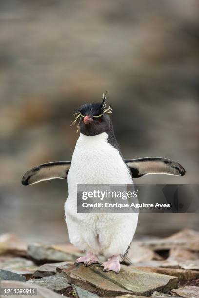 rockhopper penguin (eudyptes chrysocome) - rockhopper penguin stock pictures, royalty-free photos & images