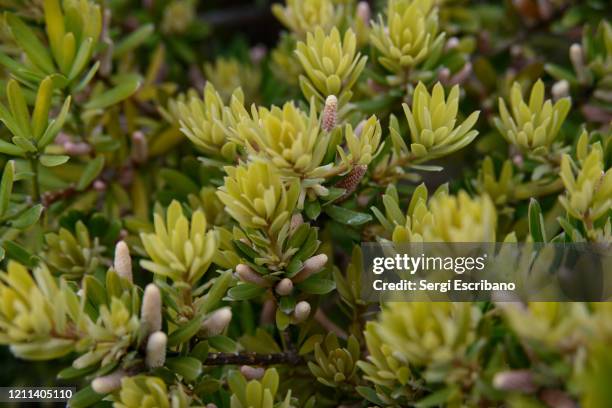 podocarpus latifolius (broad-leaved yellowwood) - podocarpus latifolius stock pictures, royalty-free photos & images