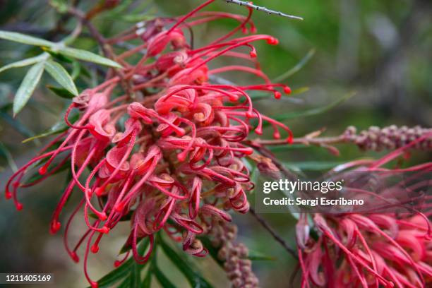 grevillea 'robyn gordon' - indigenous australia stock pictures, royalty-free photos & images