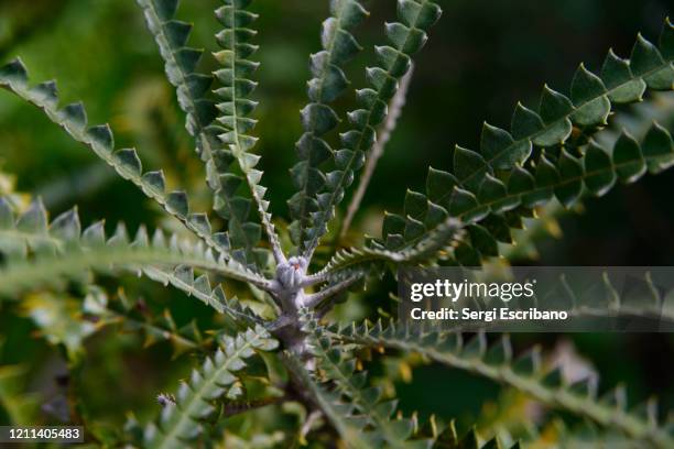 banksia speciosa, commonly known as the showy banksia - banksia ストックフォトと画像