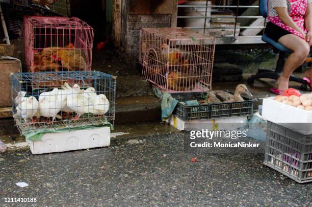 birds for sale at wet market - influenza a virus subtype h7n9 stock pictures, royalty-free photos & images