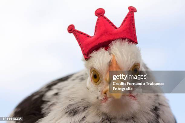 crown chicken - coroa enfeites para a cabeça - fotografias e filmes do acervo