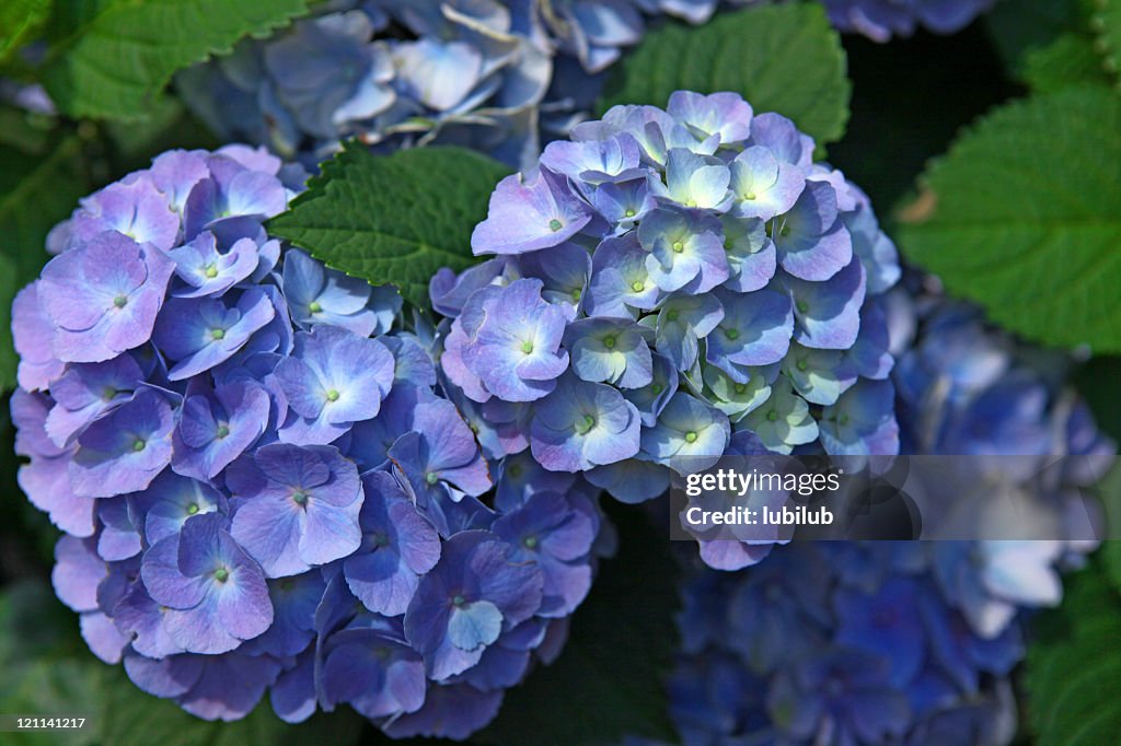 Fresh blue and purple Hydrangea flowers with green leaves close-up