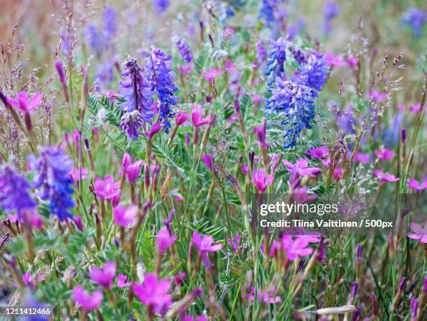 wildflowers in meadow, dragsfjard, finland - spring finland stock pictures, royalty-free photos & images