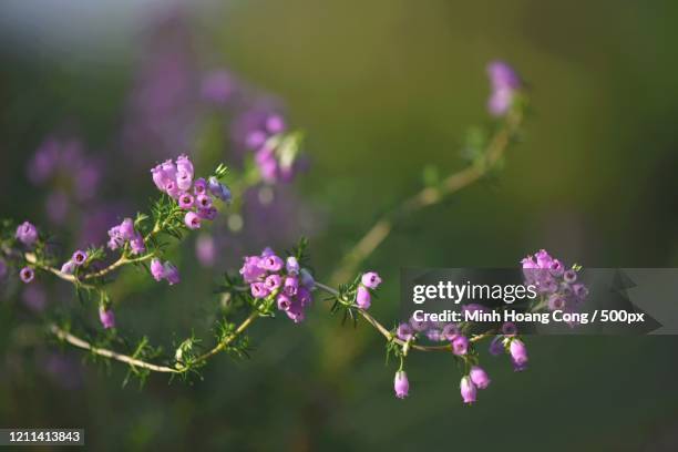 bell heather (erica cinerea) close up - erica cinerea stock pictures, royalty-free photos & images