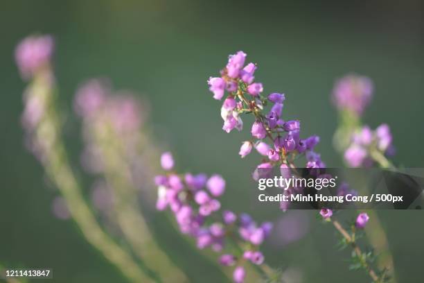 purple bell heather (erica cinerea) in meadow - erica cinerea stock pictures, royalty-free photos & images