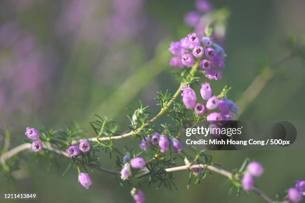 purple bell heather (erica cinerea) in meadow - erica cinerea stock pictures, royalty-free photos & images