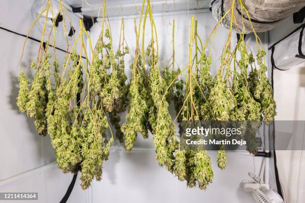 drying cannabis in a grow tent hdr - cannabis droge stockfoto's en -beelden