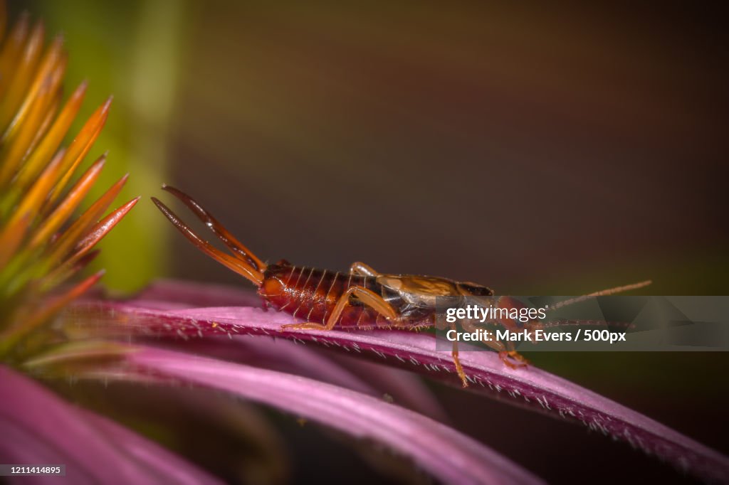 Close up of earwig on petal