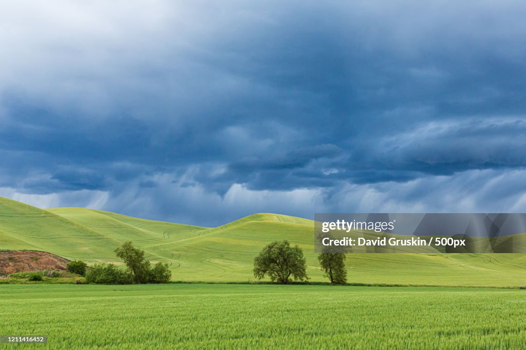 Rain clouds over green farmland area, Palouse, Washington, United States