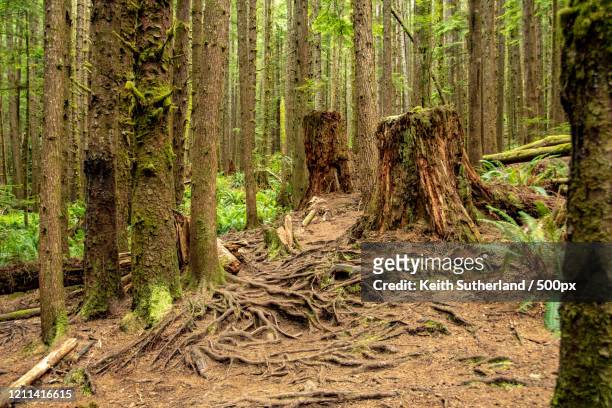 view of great bear rainforest, pacific coast of british columbia, canada - great bear rainforest stock pictures, royalty-free photos & images