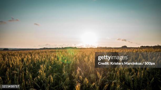 view of sunset over fields, liegi, latvia - liegi - fotografias e filmes do acervo