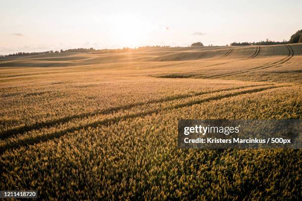 view of sunset over fields, liegi, latvia - liegi - fotografias e filmes do acervo