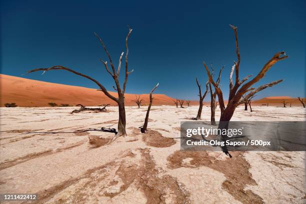 dry trees in namibian desert - apocalipsis fotografías e imágenes de stock