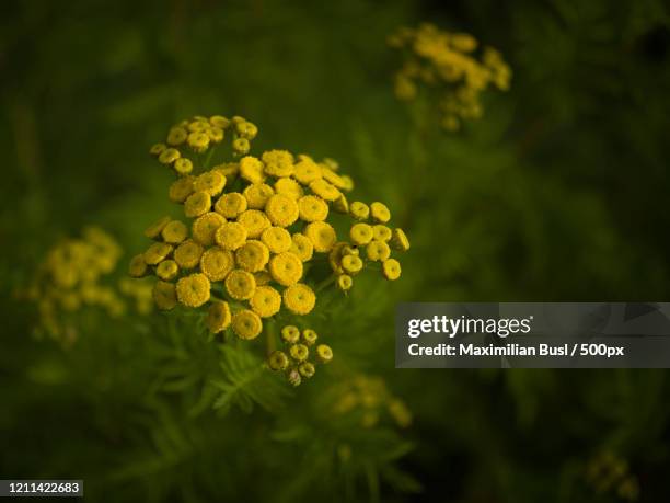 close up of tansy - tansy stock pictures, royalty-free photos & images