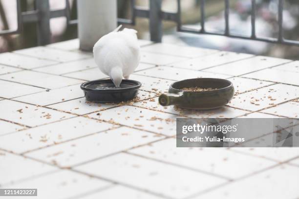 white feral pigeon or dove pecking at food - つつく ストックフォトと画像