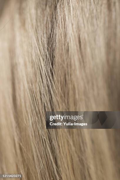 close up of long blond human head hair - frau haarsträhne blond beauty stock-fotos und bilder
