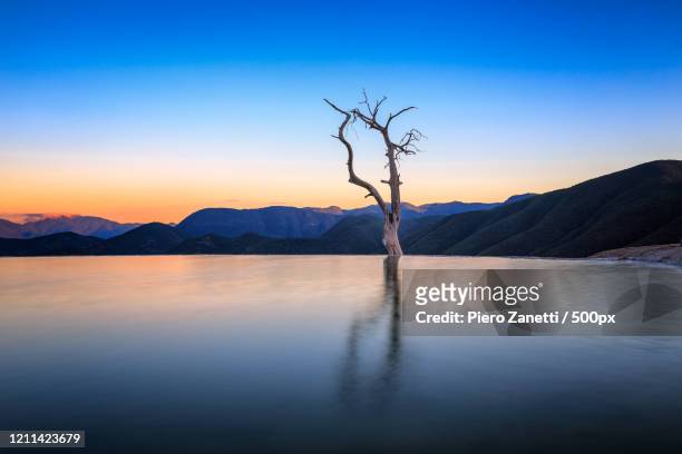 landscape with bare tree in water at sunset, hierve el agua, oaxaca, mexico - oaxaca stock pictures, royalty-free photos & images