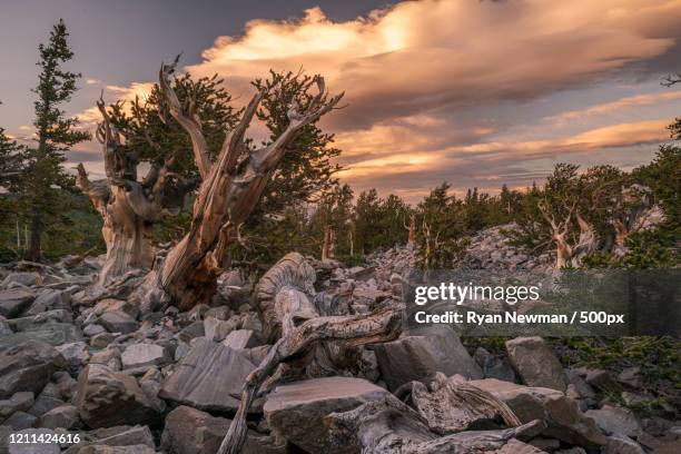 view of trees growing on rocks, nevada, usa - pin de bristlecone photos et images de collection