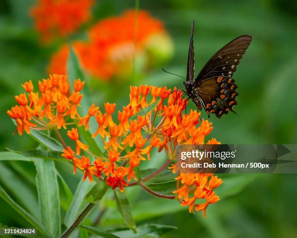 close-up of spicebush swallowtail (papilio troilus) on orange butterfly weed (asclepias tuberosa) - spice swallowtail butterfly stock pictures, royalty-free photos & images