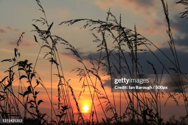 close-up of grass against sky at sunset - grass silhouette stock pictures, royalty-free photos & images