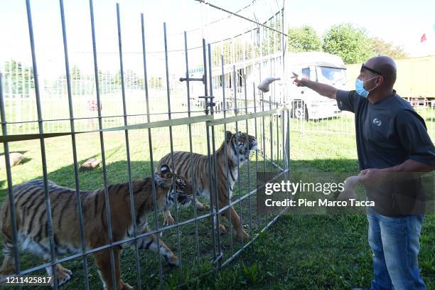 Alvarino Bizzarro gives the meat to the tigers International Circus City of Rome, which has been closed due to the coronavirus emergency since late...
