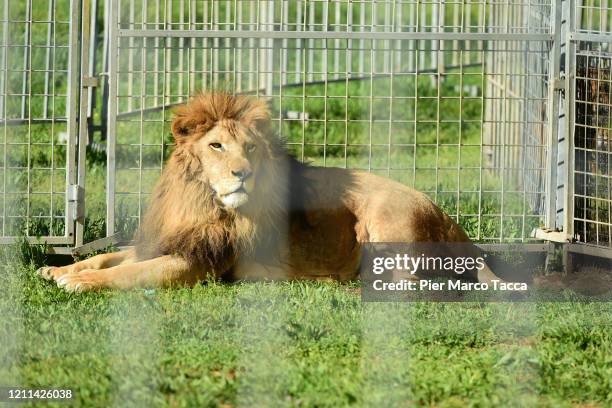 Lion is displayed at the International Circus City of Rome, which has been closed due to the coronavirus emergency since late February, on April 30,...