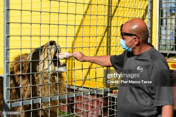 Alvarino Bizzarro gives the meat to the lion of the International Circus City of Rome, which has been closed due to the coronavirus emergency since...