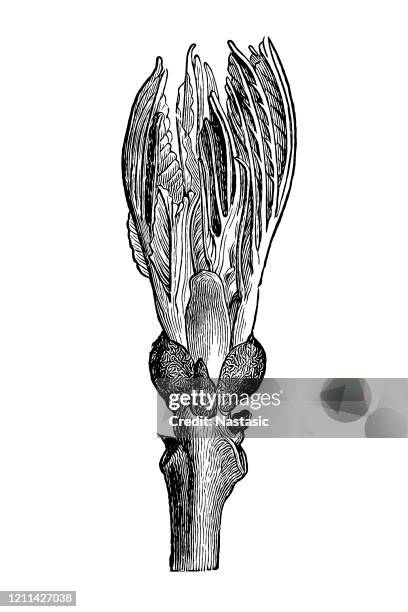 fraxinus excelsior — ash or common ashash, or european ash or common ash buds - ash tree stock illustrations