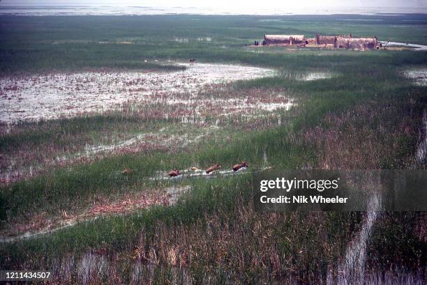 Marsh Arab villages of woven reed houses on small islands dot the landscape where the Tigris and Euphrates Rivers meet at the legendary site of the...