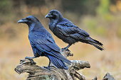 Common raven on old stump.