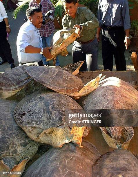 Load Turtles Embroyo Photos and Premium High Res Pictures - Getty Images