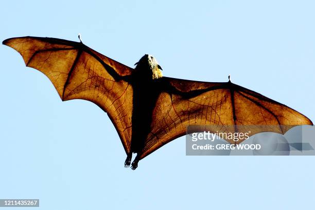 Grey-headed Flying-fox , a native Australian bat, stretches its leathery wings as it flies high over Sydney's Botanical Gardens, 17 August 2005. The...
