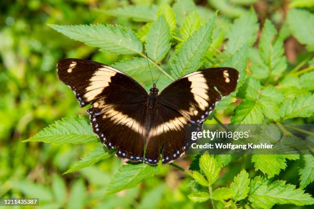 Butterfly in the rainforest of Sao Tome Island.