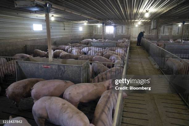 Young female pigs stand in a pen at a hog farm in Smithville, Ohio, U.S., on Thursday, April 30, 2020. The U.S. Department of Agriculture will...